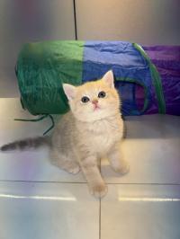 قطة-chat-scottish-a-vendre-دالي-ابراهيم-الجزائر