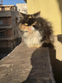 Femelle piki face (calico) 
