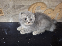 chat-scottish-fold-alger-centre-algerie