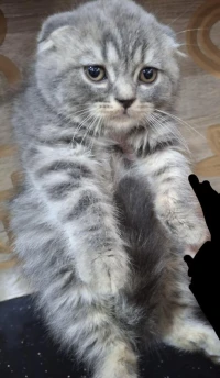 Chat scottish fold