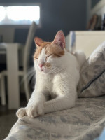 chat-adorable-pour-adoption-zeralda-alger-algerie