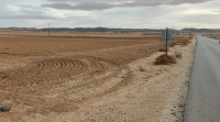 terrain-agricole-vente-tebessa-cheria-algerie