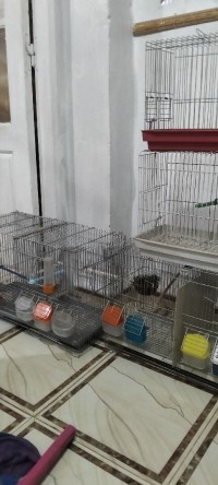 oiseaux-4-cages-setif-algerie