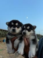 chien-chiots-husky-tizi-ouzou-algerie