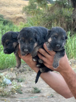 chien-chiots-berger-allemand-tizi-ouzou-algerie