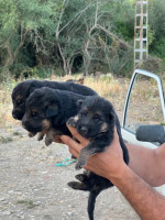 chien-chiots-berger-allemand-tizi-ouzou-algerie