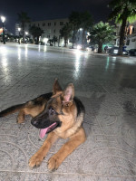 chien-berger-allemand-pedigree-bab-el-oued-alger-algerie