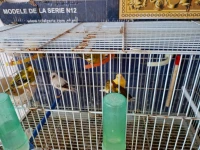 Canaris de bonne qualité