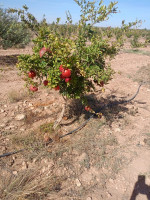 terrain-agricole-vente-djelfa-ain-oussara-algerie