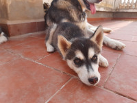 chien-chiot-husky-baba-hassen-alger-algerie