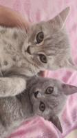 chat-british-shorthair-cheraga-alger-algerie