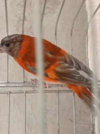 Terin Venezuela mutation SD