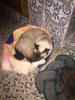 nettoyage-hygiene-pet-sitternourrice-de-chats-bir-mourad-rais-alger-algerie