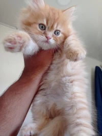 Chaton Persan 