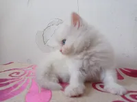 Chaton 