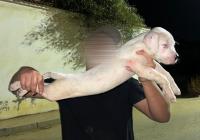 كلاب-dog-argentin-درارية-الجزائر