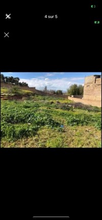 أرض-بيع-تلمسان-الجزائر