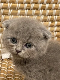 Chaton Scottish Fold male lignee russe 