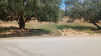 terrain-agricole-vente-bouira-el-adjiba-algerie