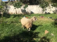 خروفة