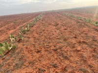 terrain-agricole-vente-oran-sidi-benyebka-algerie