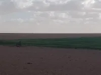 Vente Terrain Agricole Djelfa El khemis
