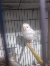 كوبلة كناري 