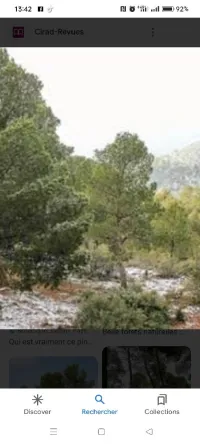 Pepiniere