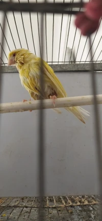 Canaris