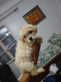 Caniche bichón maltais 