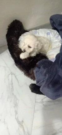 Caniche bichon maltais pure race 