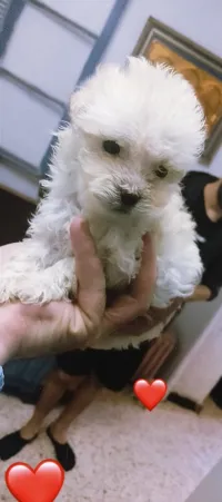 Bichon maltais nain قزم 