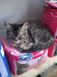 Chat