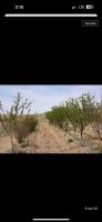 terrain-agricole-vente-tebessa-bekkaria-algerie