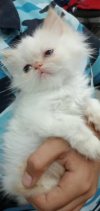 Chaton persan himalayens peki face red point 