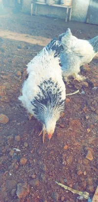 poulet d'arabe دجاج عرب 