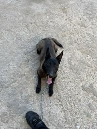 chien-malinois-bouzareah-alger-algerie