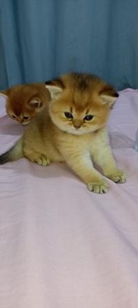 قطط-une-adorable-femelle-scottish-fold-golden-درارية-الجزائر