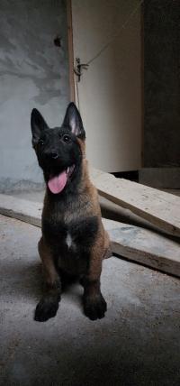 كلب-femelle-malinois-charbonne-واضية-تيزي-وزو-الجزائر