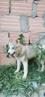 chien-femelles-husky-siberien-ouadhia-tizi-ouzou-algerie