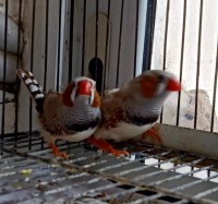 عصفور-mandarin-الدويرة-الجزائر
