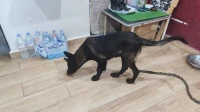 Malinois 