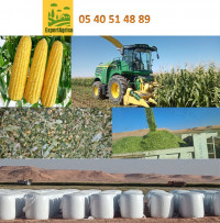 matieres-premieres-انسيلاج-الذرة-ensilage-de-mais-hassi-fehal-el-menia-algerie