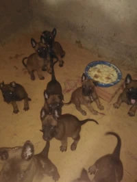 Chien berger malinois pure race 
