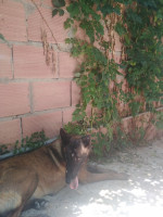 chien-berger-malinois-pure-race-tizi-ouzou-algerie