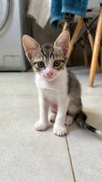 don chatons boumerdes 
