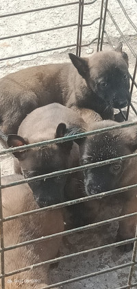 chien-chiot-malinois-jijel-algerie