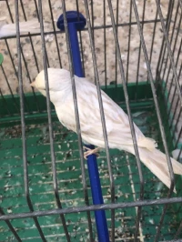 Satini / albino / jasp