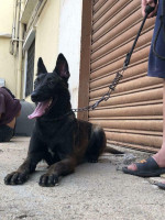 chien-malinois-charbonne-dely-brahim-alger-algerie