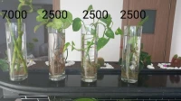 Plantes